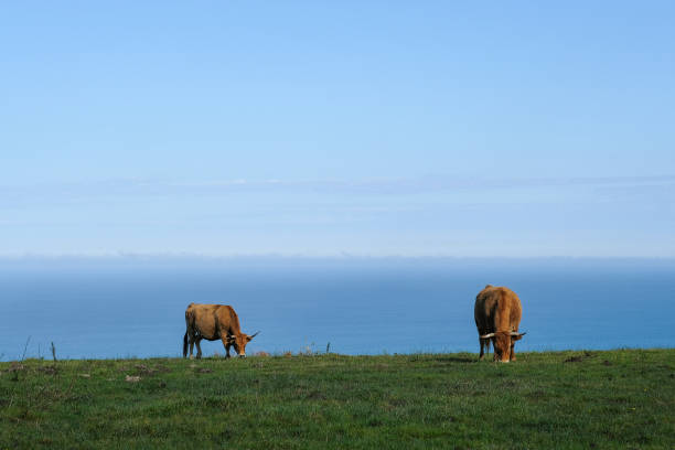 istock Cattle grazing on a lush green hillside overlooking the ocean on a sunny day 2183323582