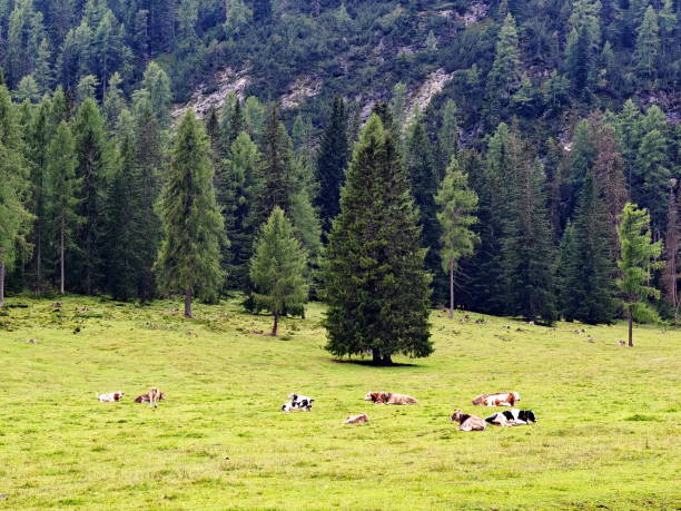 istock Cattle resting peacefully in a serene green meadow surrounded by towering trees 2183323832