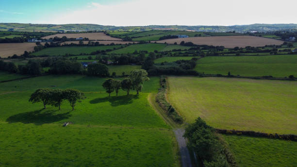 istock farm fields, top view. Agricultural landscape in summer. Grass fields and trees. Green grass field with trees 2183324422