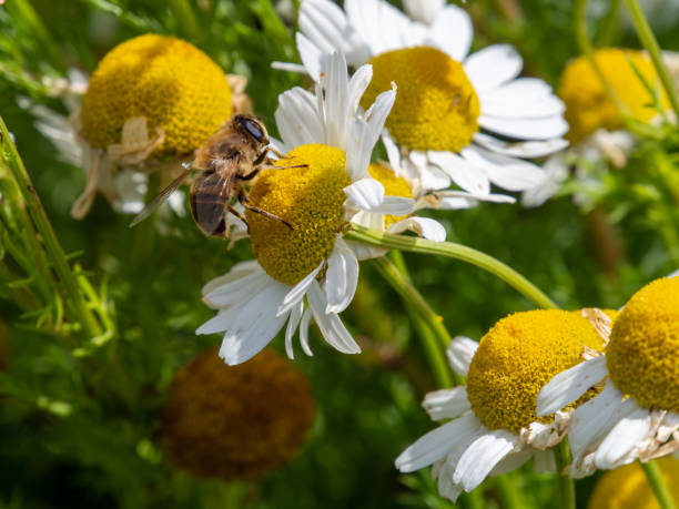 istock One small bee collects pollen from a white chamomile flower on a summer day. Honeybee perched on white daisy flower. 2183324643