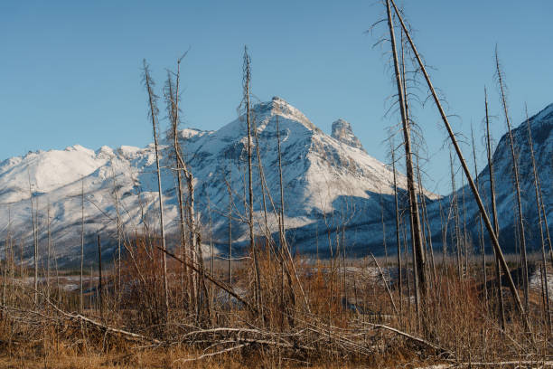 Scenic view from car window of Banff National Park in springtime  restoring after summer wildfires