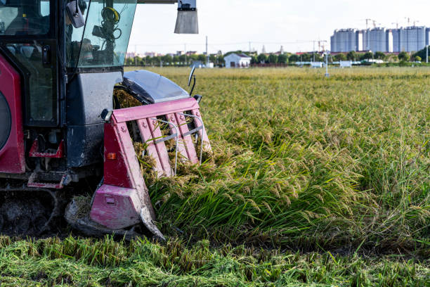 Combine Harvester working on the Rice Field.