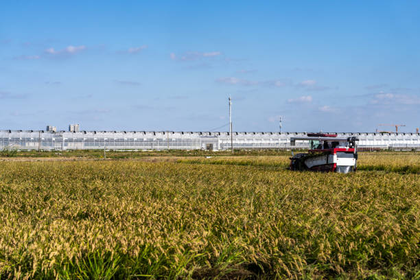 Combine Harvester working on the Rice Field.