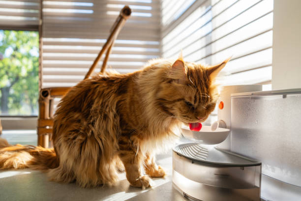istock Beautiful maine coon cat is drinking water. 2183329747
