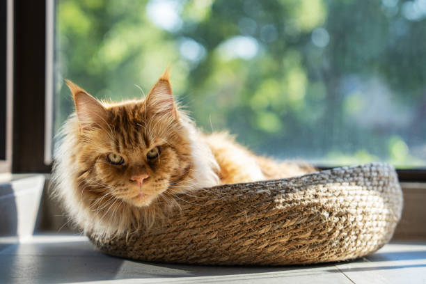 Classic red tabby maine coon cat.