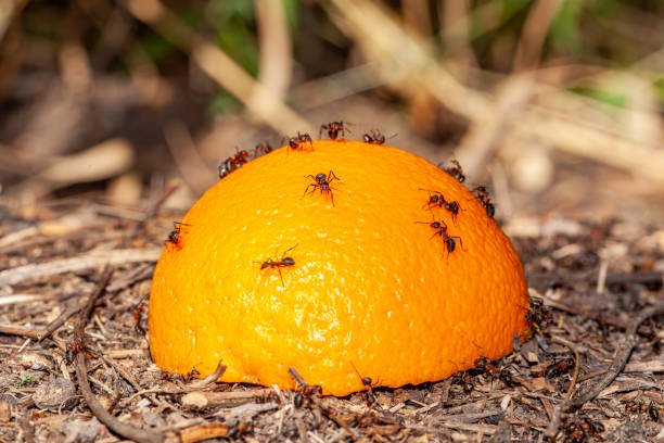 istock Black ant eating sliced orange on the dish. Selective focus 2183330076