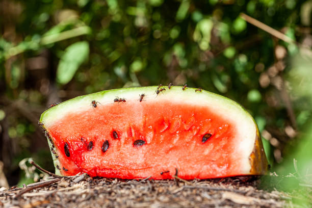 istock Ants climbing and eating watermelon 2183332126