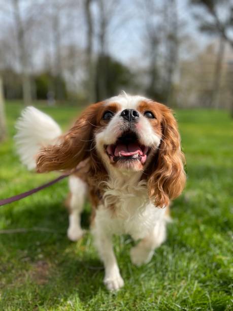 feliz cavalier king charles spaniel en un paseo - cavalier king charles spaniel fotografías e imágenes de stock