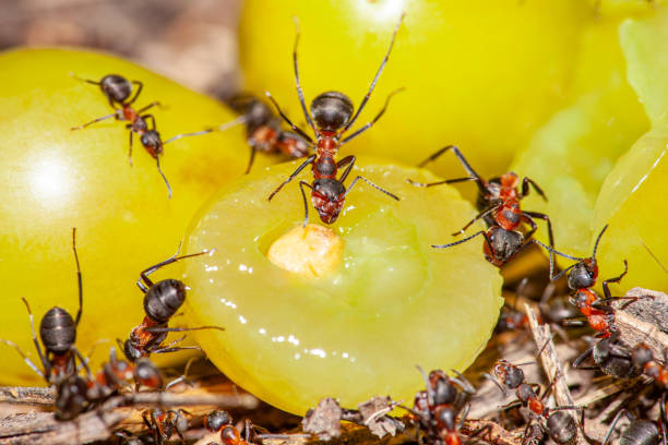 Ant invasion at a picnic, concept, horizontal with copy space. High quality photo