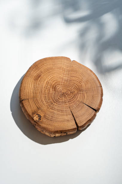 istock Close-Up of Tree Ring Slice with Shadow on White Surface 2183334924