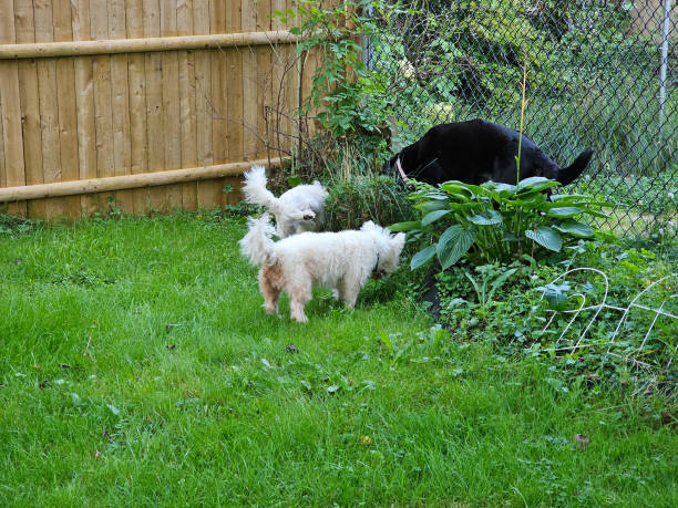 istock Dogs sniffing garden area 2183335522