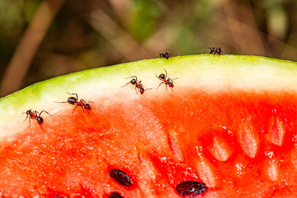 A decomposing watermelon lies shattered on sun-scorched, patchy grass, its red pulp splattered across the dry earth. The image captures a moment of sudden destruction and natural decay, evoking themes of waste, fragility, and impermanence in a rural summer setting.