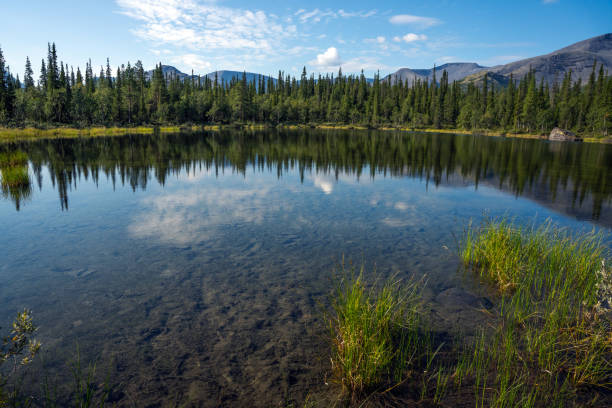 A tranquil lake surrounded by lush pine forests and distant mountains under a clear blue sky. The water reflects the serene landscape, creating a peaceful and natural scene.