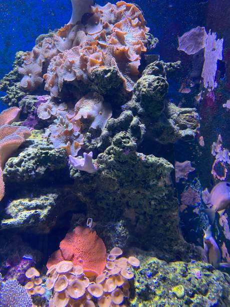 istock orange, green and purple coral reef 2183336533
