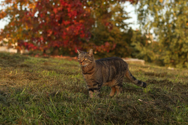 Cute ypung tabby cat standng in front of tree with autumn red leaves