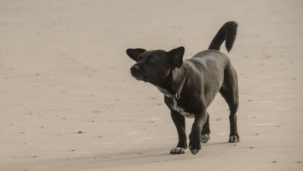 istock a small black puppy ist running and playing on the beach 2183337993