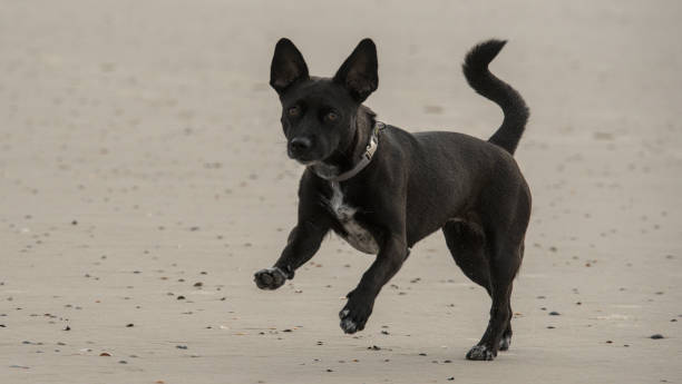 istock a small black puppy ist running and playing on the beach 2183338109