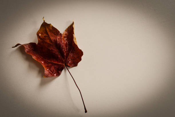 a single reddish brown maple autumn maple leaf with curled ends isolated on a cream minimalist backdrop