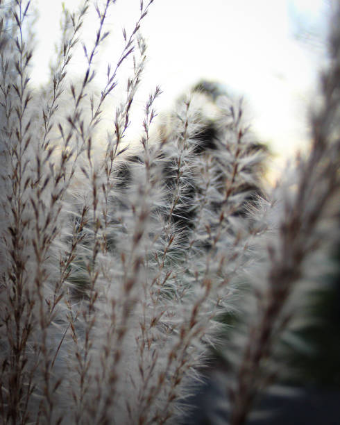 istock bstract view of autumn sky through ethereal wispy fluffy reed seed stems brown silver neutral nature background 2183338522