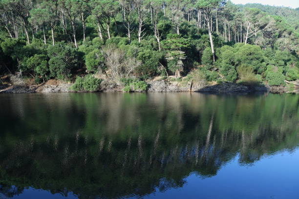 istock forest trees sky nature lake travel 2183339250