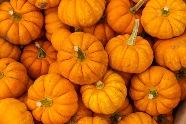 istock pumpkin harvest in autumn season 2183340031