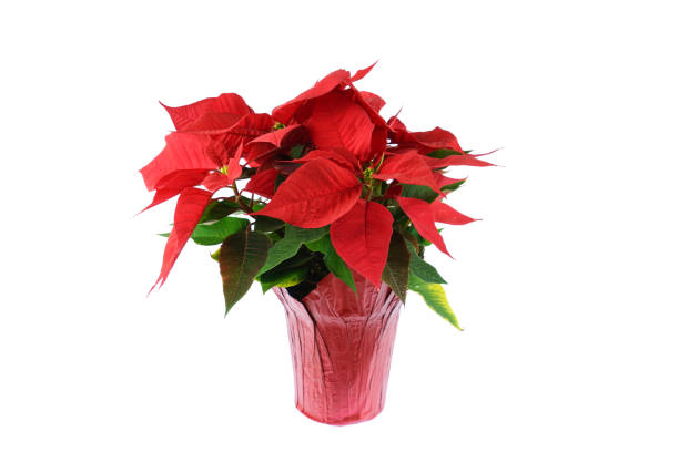 istock close up on poinsettia flower isolated on white background 2183340076