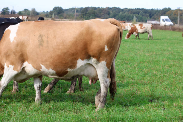 Cows graze in the pasture. Agriculture. Cattle breeding.