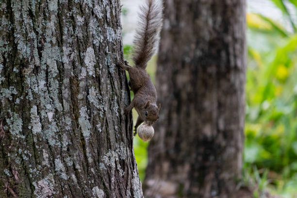 This charming image captures two playful red squirrels joyfully interacting on a textured tree trunk. In the background, the grass is covered with colorful autumn leaves, adding a warm, seasonal touch to the scene. The shot emphasizes the squirrels' energy and bond, ideal for themes related to wildlife, autumn, and the playful side of nature.
