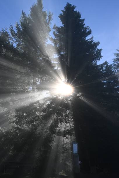 istock Vertical shot of sunlight beaming through pine trees in a forest 2183344488