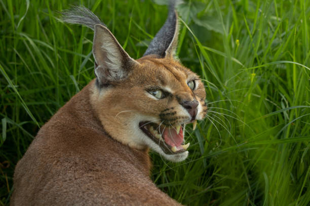 istock Caracal (Caracal caracal). Wild life animal. 2183344953