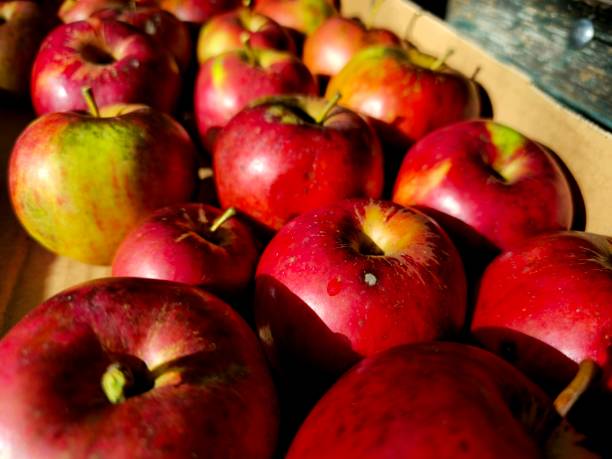 istock Ripe organic apples in a box 2183345578
