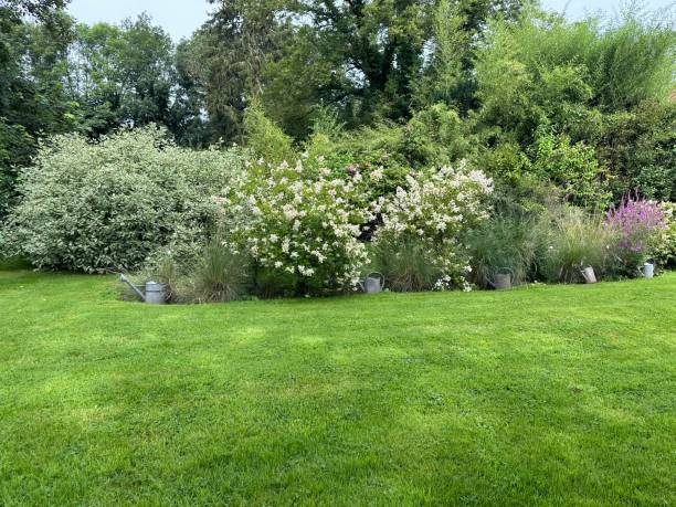 istock Flower bed with blooming white hydrangeas and metal watering cans 2183345643