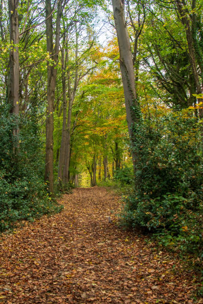 istock Park road in autumn scene 2183345764