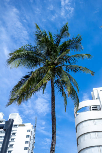 istock Tall coconut palm tree against a clear blue sky, flanked by buildings 2183345966