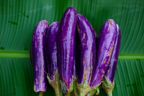istock Close-up view of  purple long eggplant on leaf 2183346239