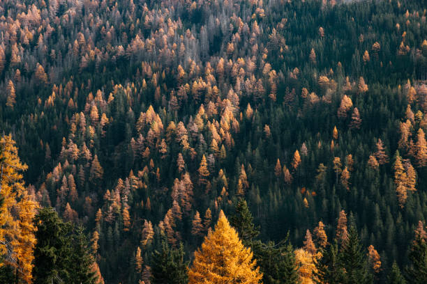 istock Golden autumn forest covering dense green mountain landscape 2183346310