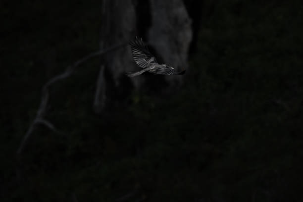 A black raven bird in flight captured against a dark background in Daylesford, Victoria, Australia