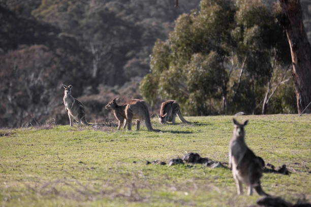 istock Mob of Eastern Grey kangaroos grazing in an open grassy field 2183347486