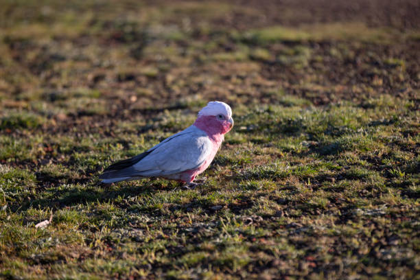 Pink and grey galah standing on grassy ground in the bush in Daylesford, Victoria, Australia