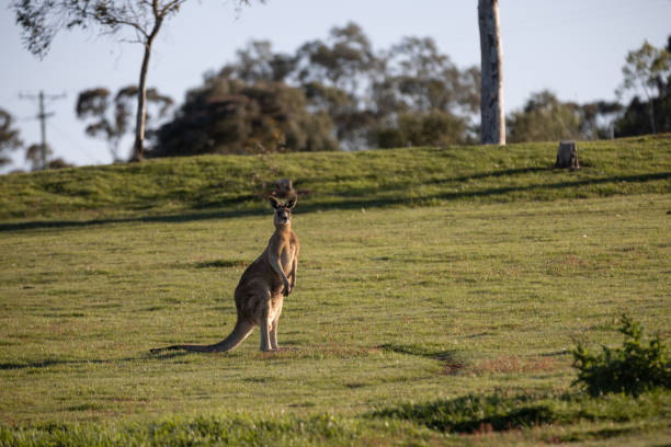 Eastern Grey kangaroo standing on grassy field in the Macedon Ranges in Daylesford, Victoria, Australia