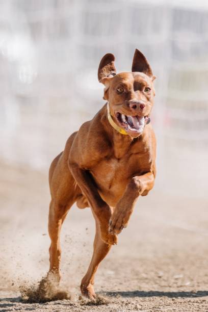 istock Vizsla Running Lure Course Sprint Dog Sport in Dirt 2183347706