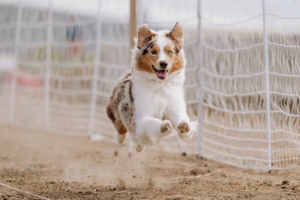 istock Australian Shepherd Aussie Running Lure Course Sprint Dog Sport 2183348141