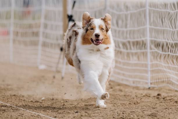 istock Australian Shepherd Aussie Running Lure Course Sprint Dog Sport 2183348145