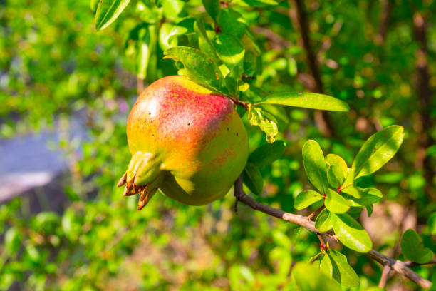 Unripe pomegranates on a tree branch in California