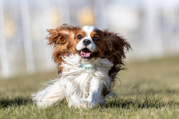istock Cavalier King Charles Spaniel Running Lure Course Sprint Dog Sport 2183348495