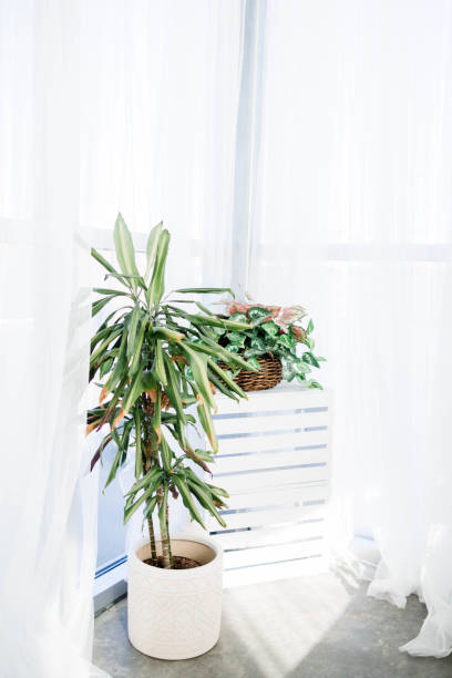 istock Indoor Plants Home Decorations Bright House 2183349154