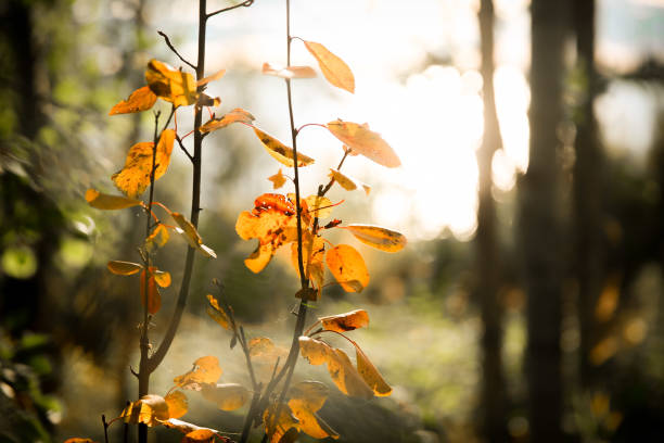 istock Fall Foliage Leaves in a Forest with Sunset Glow 2183349343