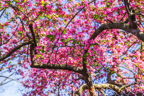 Pics Photos Pink Branches
