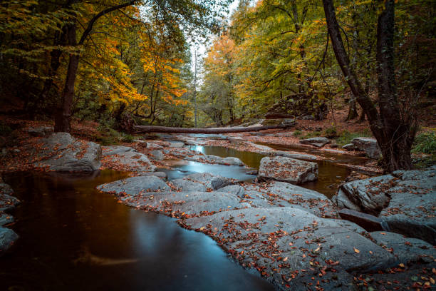 istock colorful autumn view in forest 2183352150