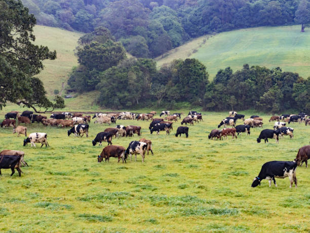 istock Dairy cows grazing in lush pasture 2183352192